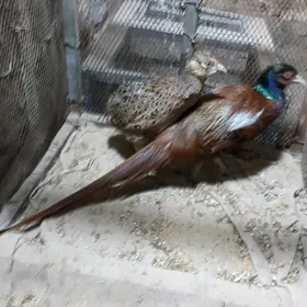 yabany guslar   fazan