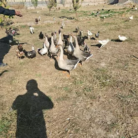 газ утка товук индук