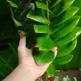 zamyakukos( deneznye derewo)