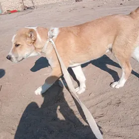 GAỲYTMAZ TURKMEN IT