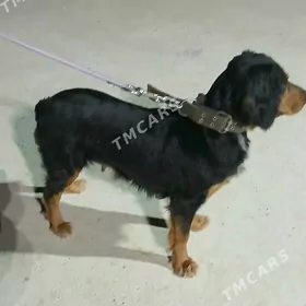 Ahotnik Awycy Spanel Kuckar it