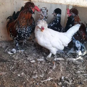 Karlik troýka 3 making,2 horaz