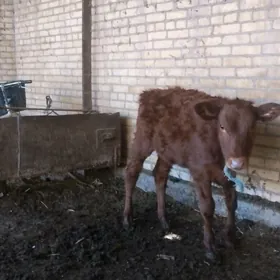 саглык сыгыр