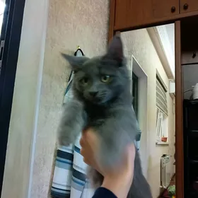 шотландский