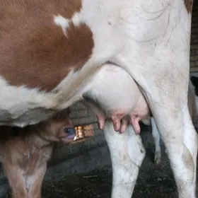 голели сыгыр