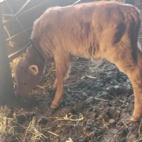 саглык сыгыр