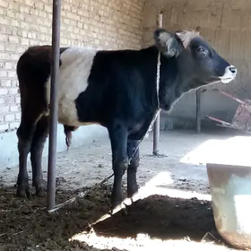 Öküz Gibrit Tohum 8 aýlyk