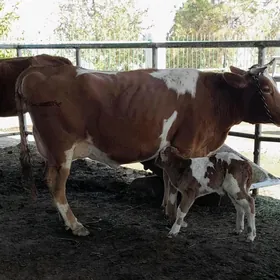 gyzyl ala göleli sygyr