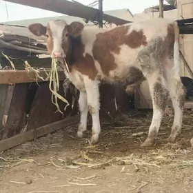 сментал окуз