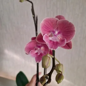 Орхидея фаленопсис