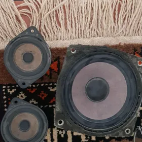 gapy kalonka tarpeda misalka