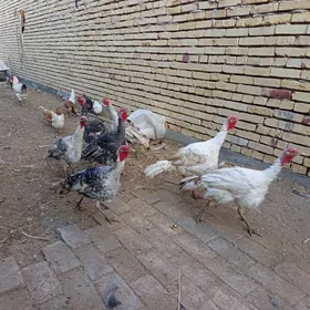 сатлык индуклар