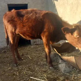 gulajyn.goleli sygyr.