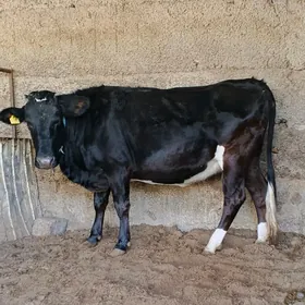 Çorni piyostur tuwe