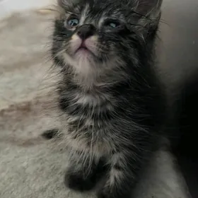 в добрые руки