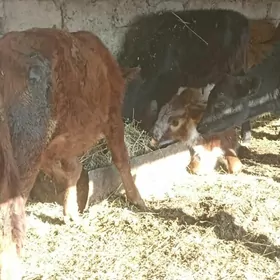 öküzçe tüwe öküz göle