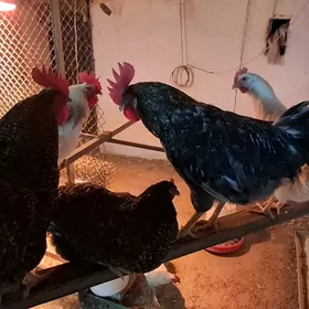 towuk ýumurtgasy dominat, ýerl