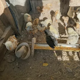 juyje 22sany 20man shtuk