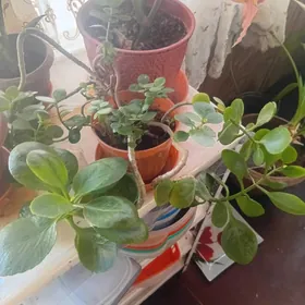 комнатные цветы