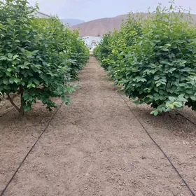 Miweli we miwesis bag nahalary