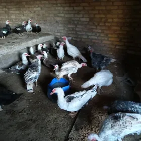 матка ордеклер