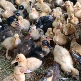 ýaşyl baş gak-gak ördek jüje