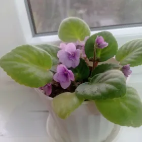 домашни гуллер