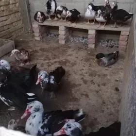 ördek Indawutka horoz