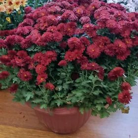 Хризантемы в горшках