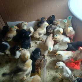 Тошкентская порода