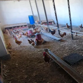 mal yatak ferma towuk juyje