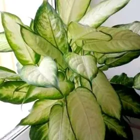 Деффенбахия