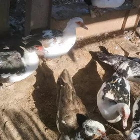 Индаутки Индаутки