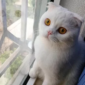 кот на вязку