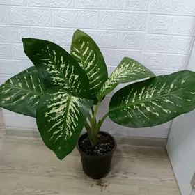 ДИФФЕНБАХИЯ