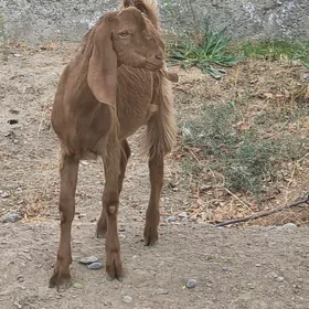 PAKISTAN TEKE 7 AÝLYK