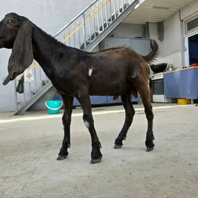 Pakistan teke 10 aý