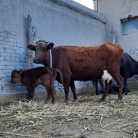 SÜÝDLEK GÖLELI SYGYR