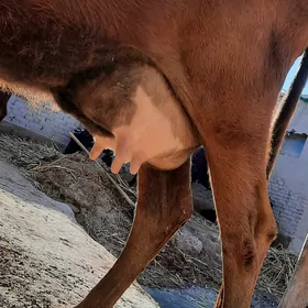 SÜÝIDLIJE GÖLELI SYGYR