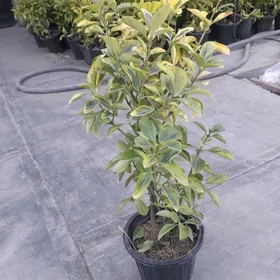 bereskelet,вечнозеленны