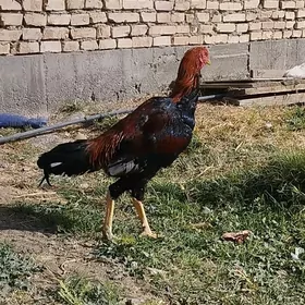 Ташкент хораз уршянчы