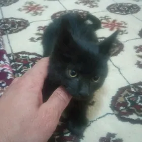 Pişijekler Котята