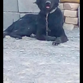 авчарка.  немис