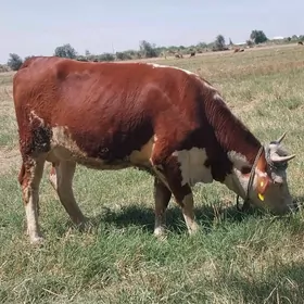 Arassa Simental sygyr