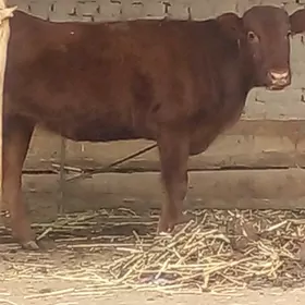 келек парода