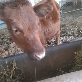 hojekli sygyr arassa burlat