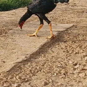 Gara türk horaz Gara türk