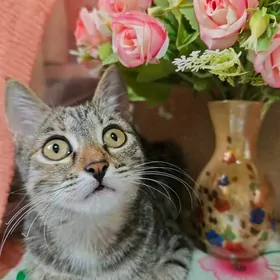 Котёнок кошечка