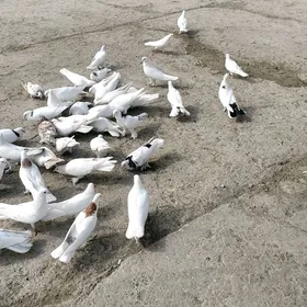 Kepderi Голуби