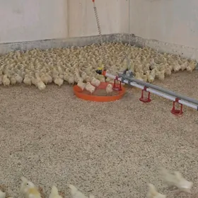 Towuk ferma isgar gerek